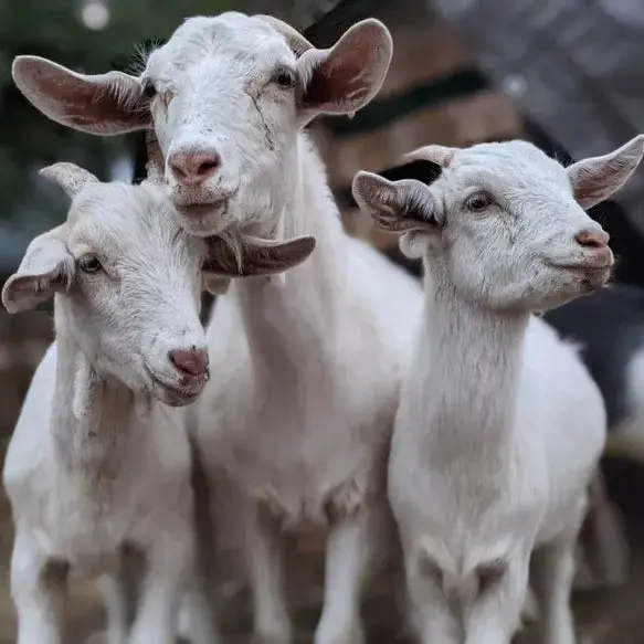 May Charity Donation: Kootenay Acres Farm Sanctuary Contribution 1