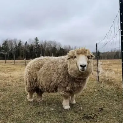 May Charity Donation: Support Lily’S Place Animal Sanctuary 1